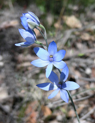 Thelymitra crinita